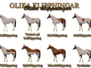 hästservice Klippning av ponny/häst - Annons 2