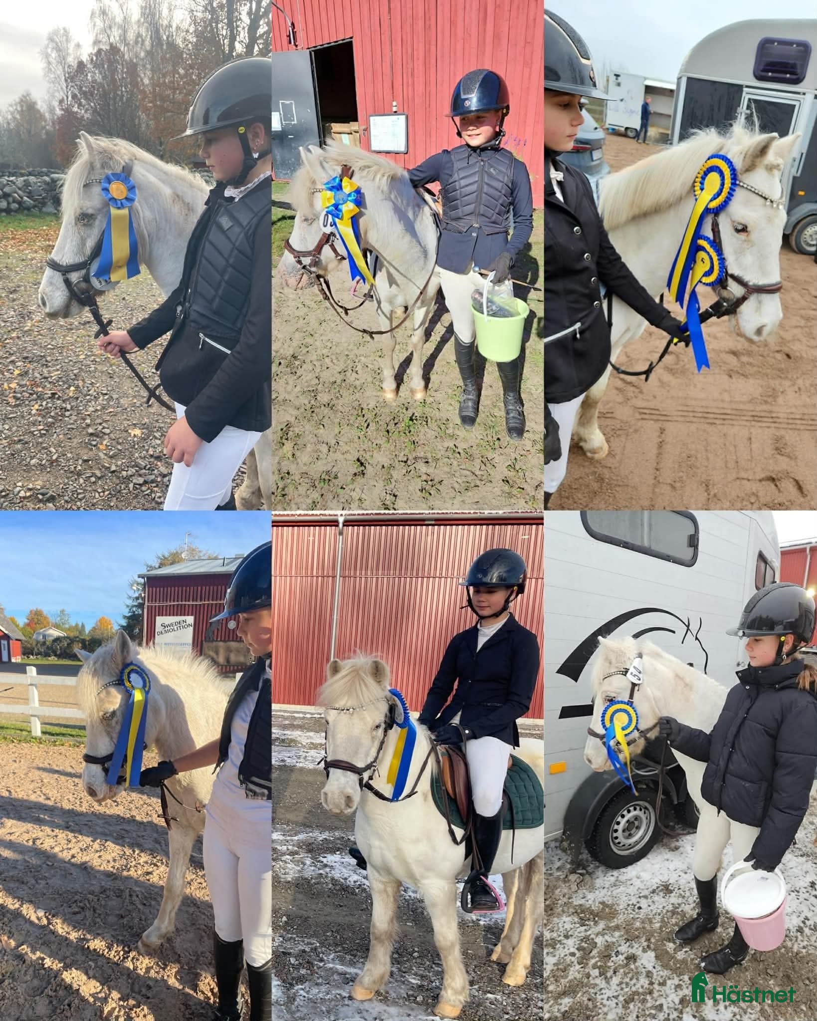  hästar Fyndpris! Välutbildad B-ponny! i Bergkvara - Annons 4