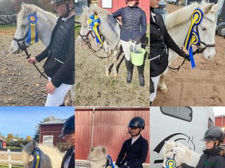 hästar Fyndpris! Välutbildad B-ponny! - Annons 6