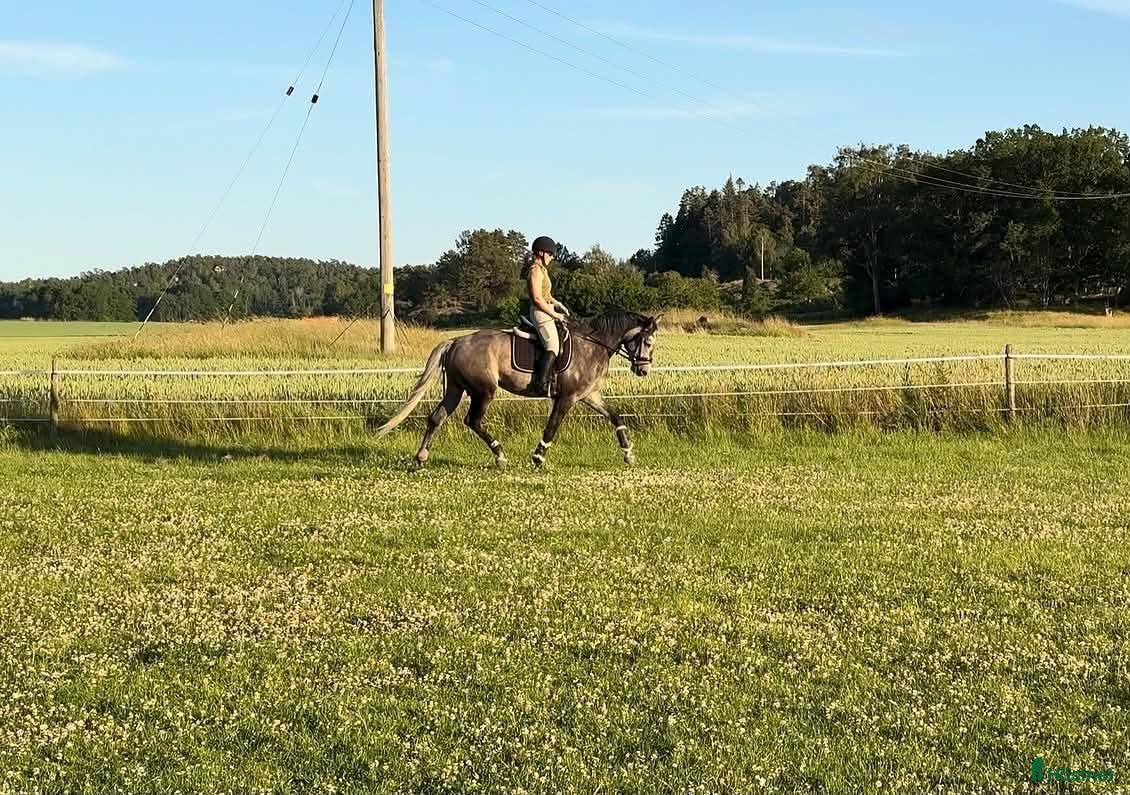  hästar 5 årig dubbeltalang - Annons 2