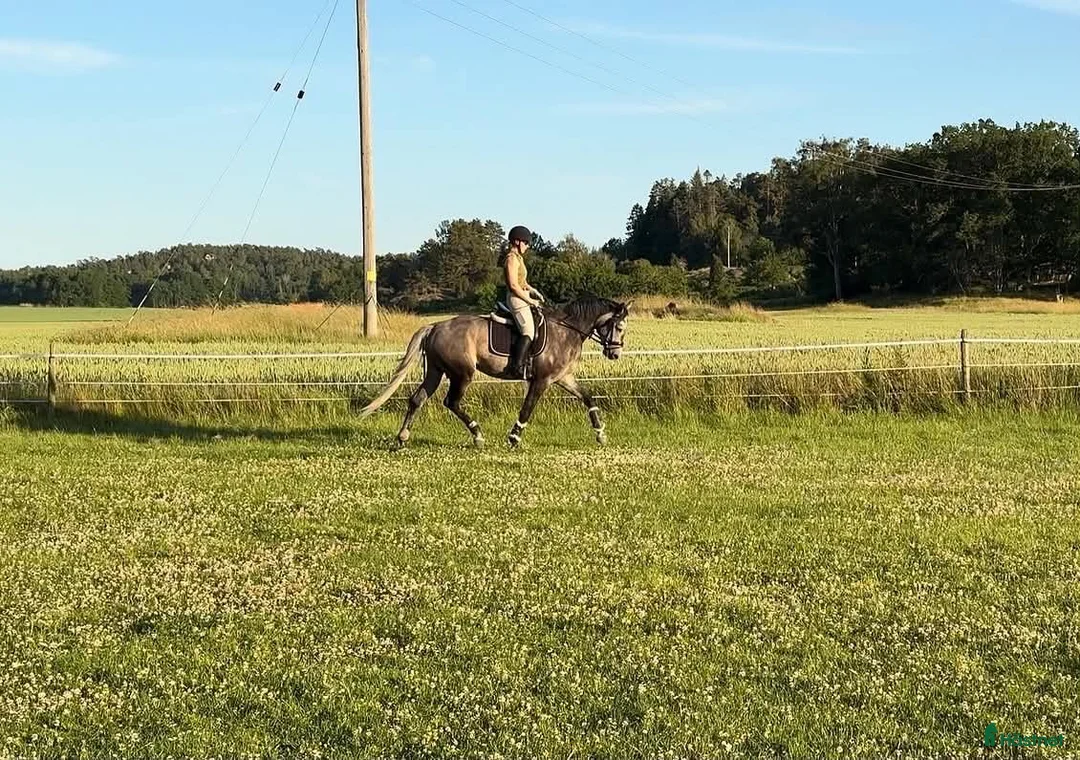 Allround hästar till salu: 5 årig dubbeltalang - Annons 2