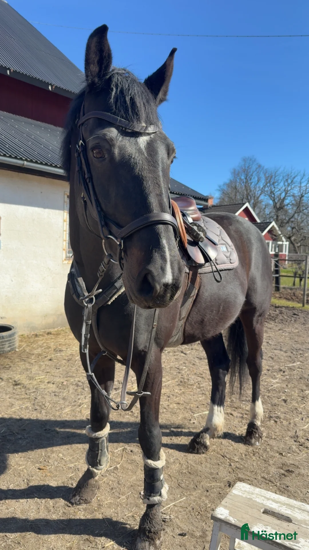 Hoppning hästar till salu: Unik häst med massa utvecklingspotential  i Köping - Annons 2