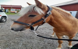 Körning hästar till salu: Fodervärd/Leasingtagare sökes i Flen - Bild 2