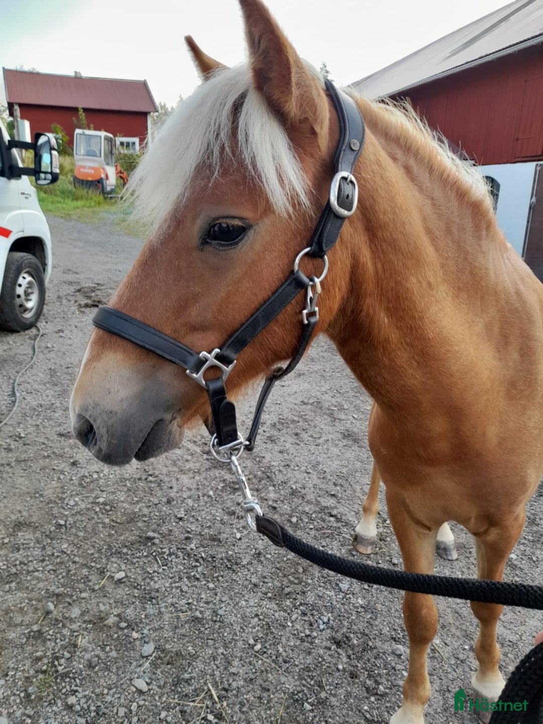 Körning hästar till salu: Fodervärd/Leasingtagare sökes i Flen - Bild 2