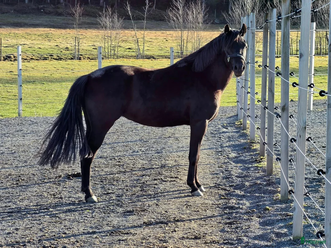 Allround hästar till salu: Trevlig ungponny med potential för framtiden! - Annons 4