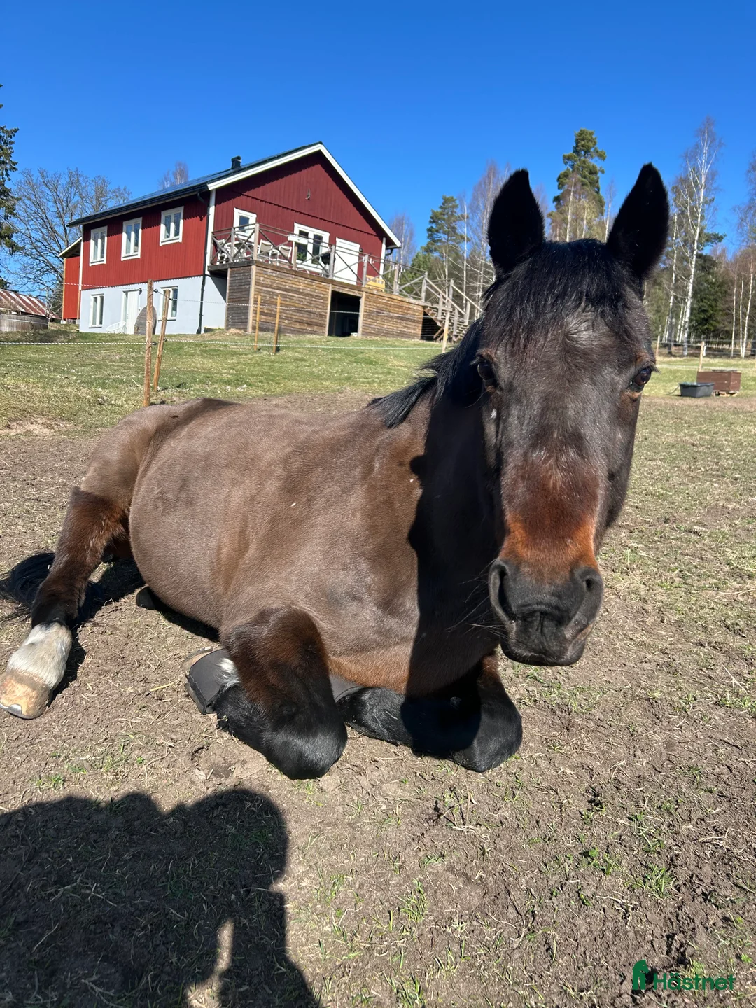 Sällskap hästar till salu: Världens mysigaste farbror söker nytt hem i Stavsjö - Annons 3