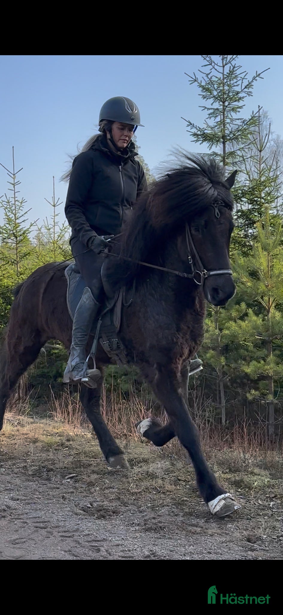  hästar Vacker 5-gångs valack - Annons 1