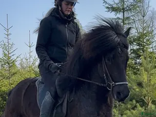 hästar Vacker 5-gångs valack - Annons 1