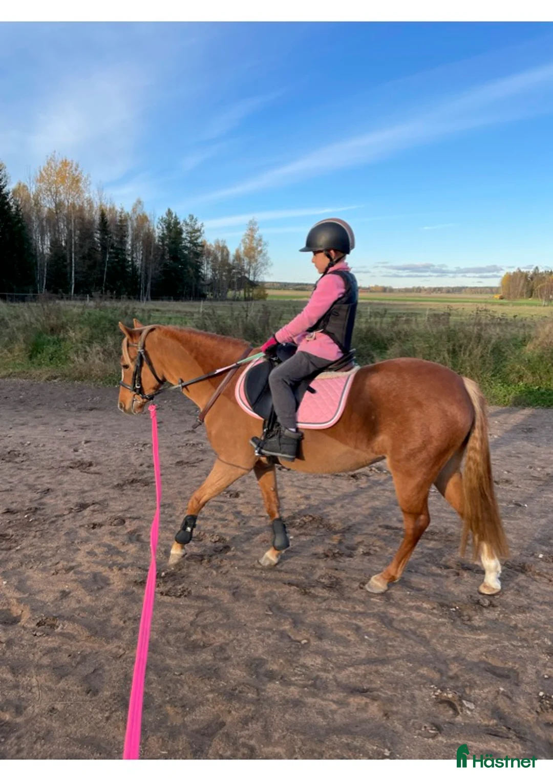  foderhäst finnes: B-ponny söker fodervärd i Sala - Annons 2