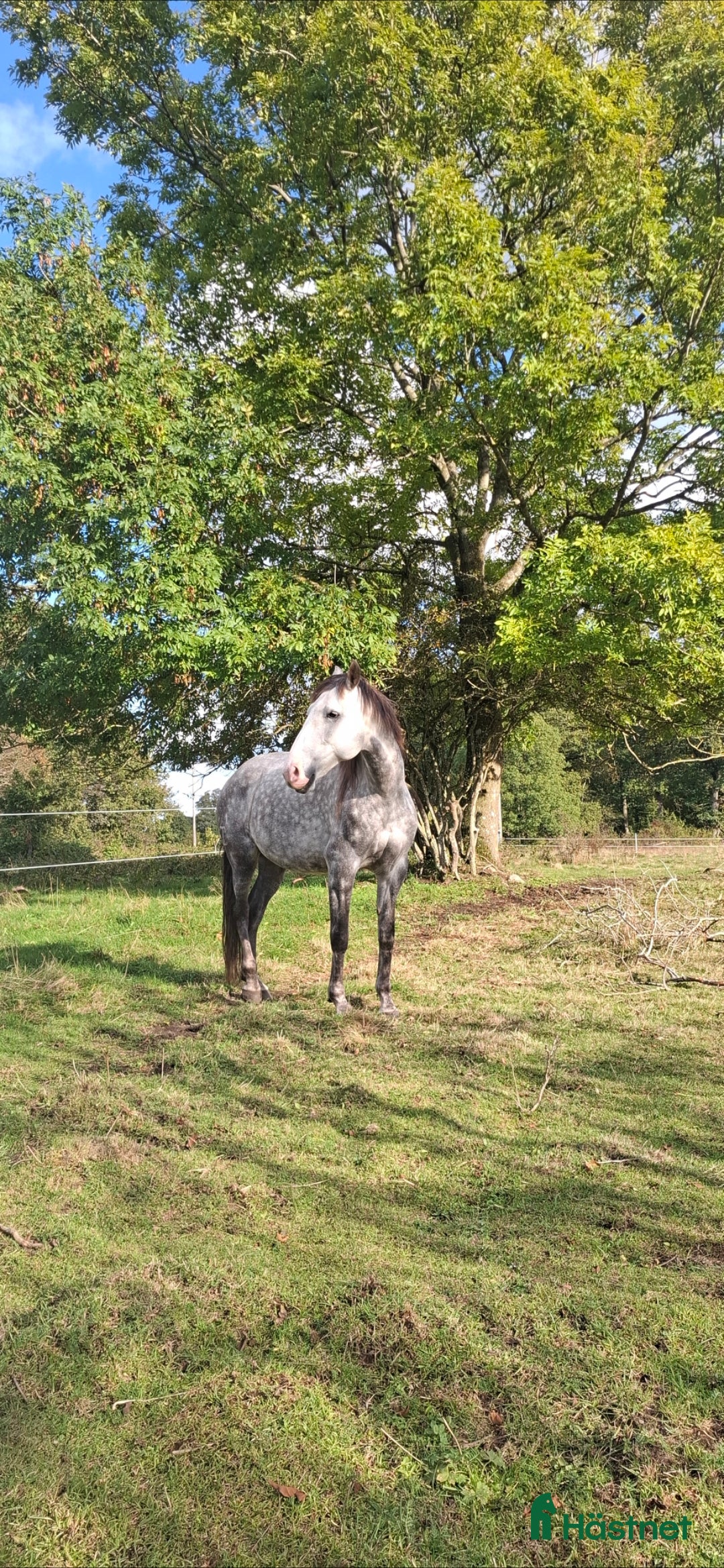  hästar Lovande valack i Brösarp - Annons 2
