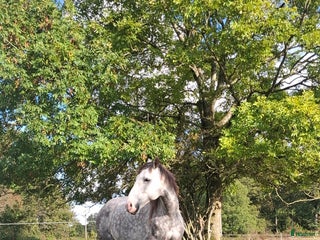 hästar Lovande valack i Brösarp - Annons 1