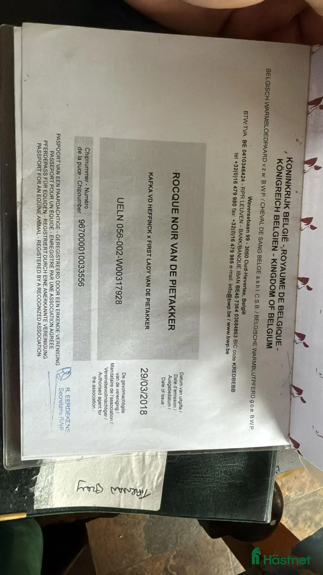 Hoppning hästar till salu: Valack 9 år tävlad 120  - Annons 4