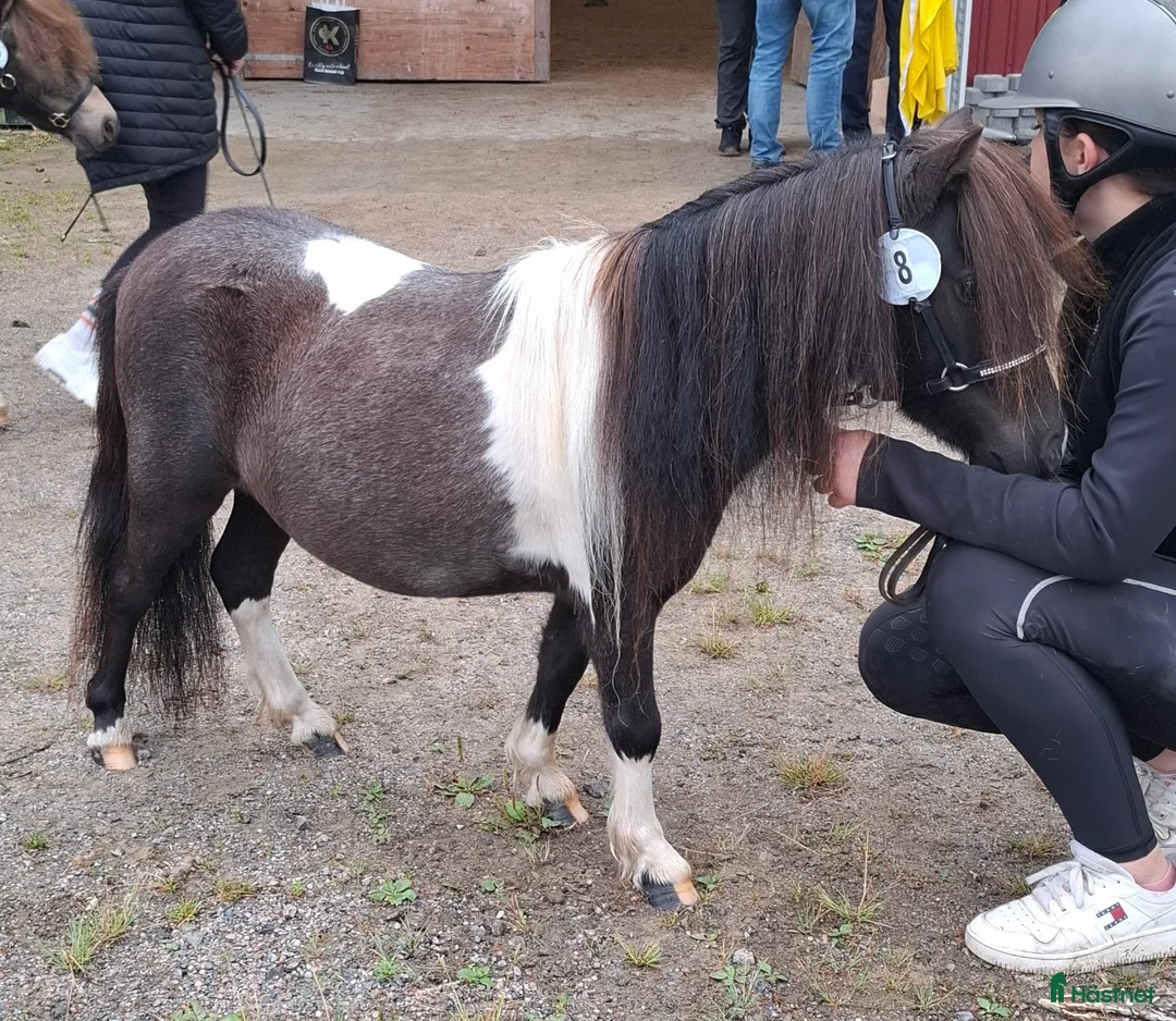 Allround hästar till salu: Ministo,LITEN!!  premierad,utställd  - Annons 4