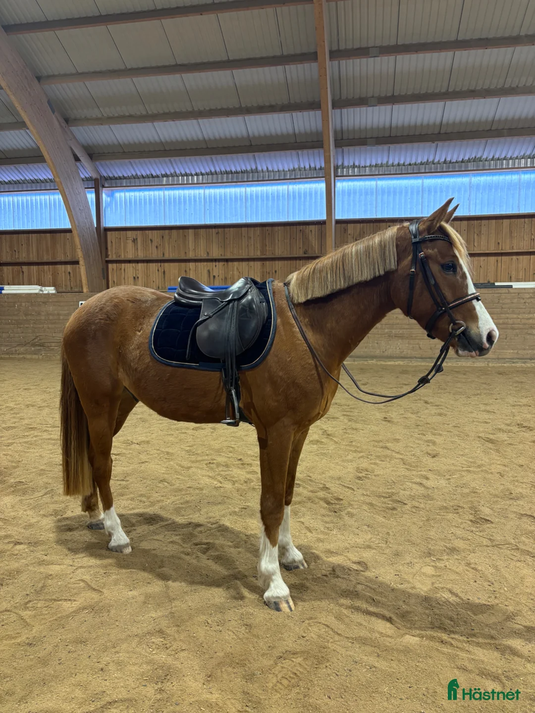 Hoppning hästar till salu: Vacker 4-årig valack efter Aktobat TJ  i Falun - Annons 4