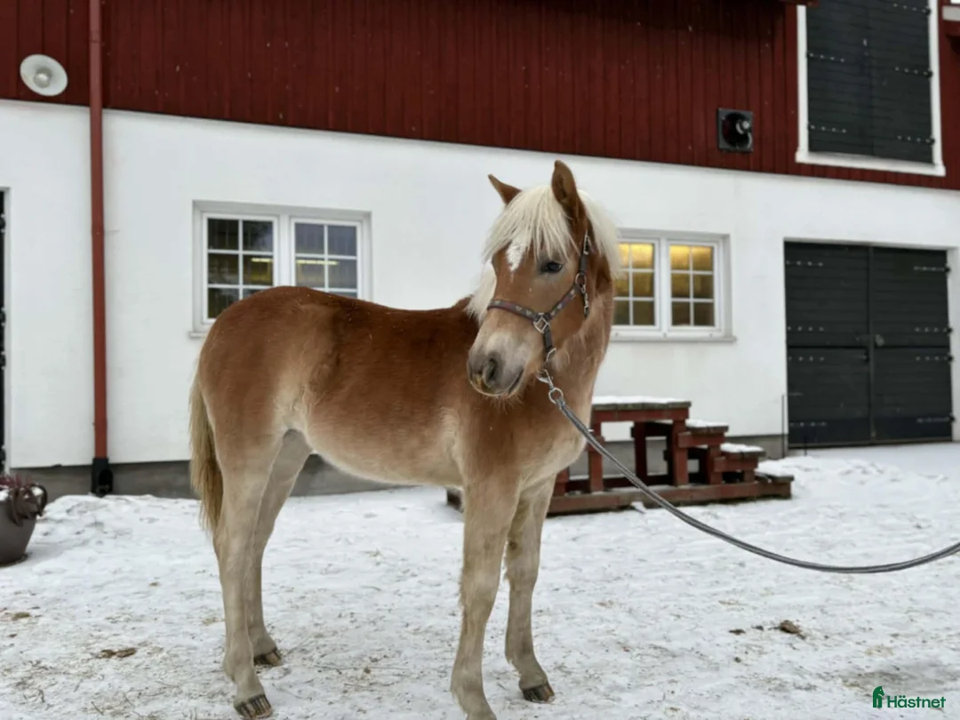 Allround hästar till salu: Haflingerföl till salu - Trolldungens Saga i Värmdö - Annons 2