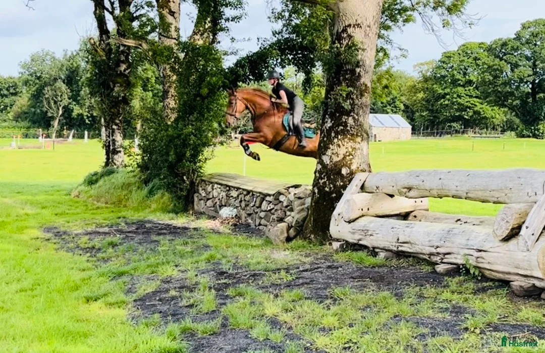 Allround hästar till salu: Allrounder horses i Ljungby - Annons 17
