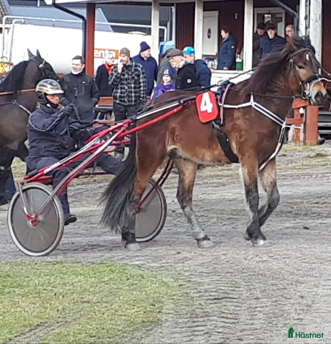 Allround hästar till salu: Super rolig snygg kallblodstravare    - Annons 3