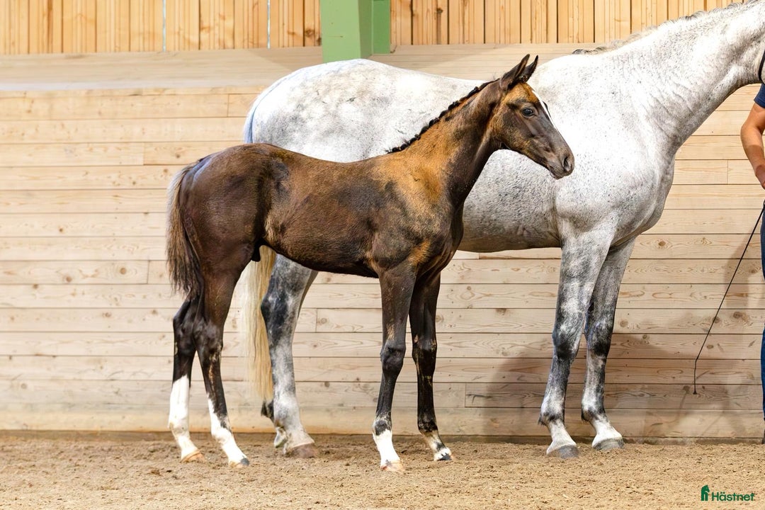 Dressyr hästar till salu: ✨Fantastisk fint hingstföl - leveransklar ✨ i Julita - Annons 4