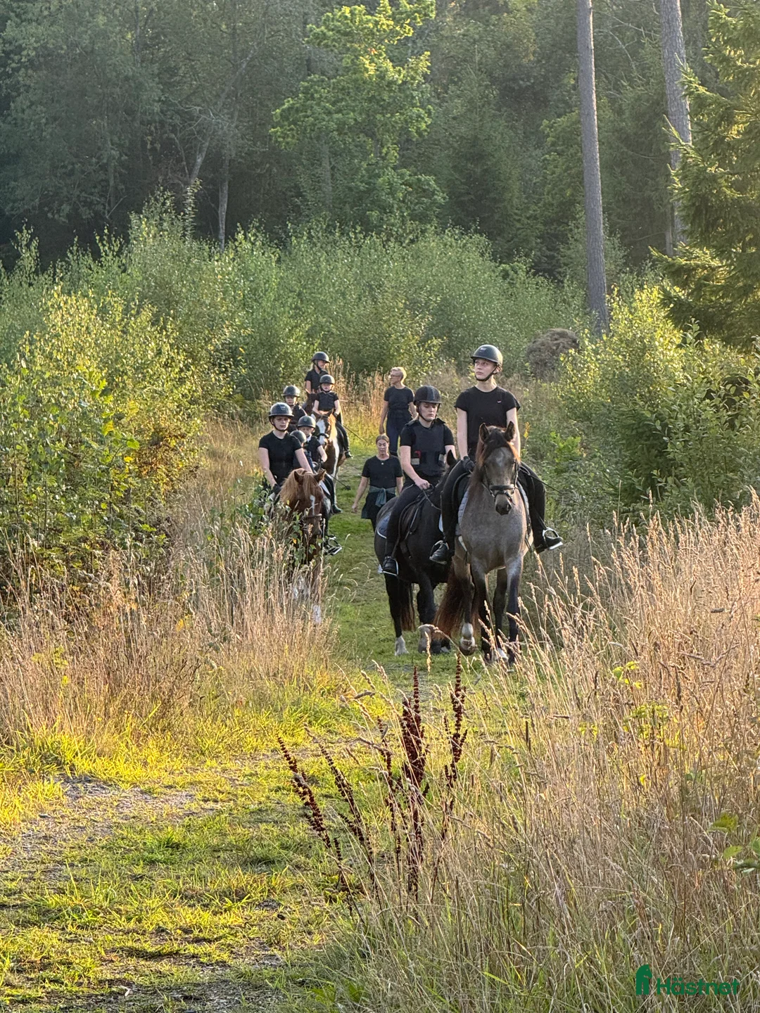  hästservice finnes: Julklappstips! Ridläger sommaren 2026 i Lidköping - Annons 1