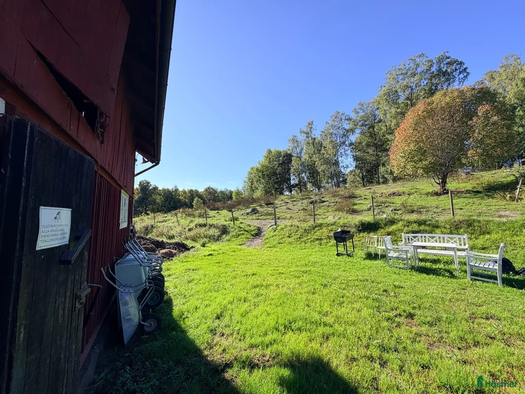  stallplats finnes: Islandshäststall - Stallplats eller hela stallet - Annons 2