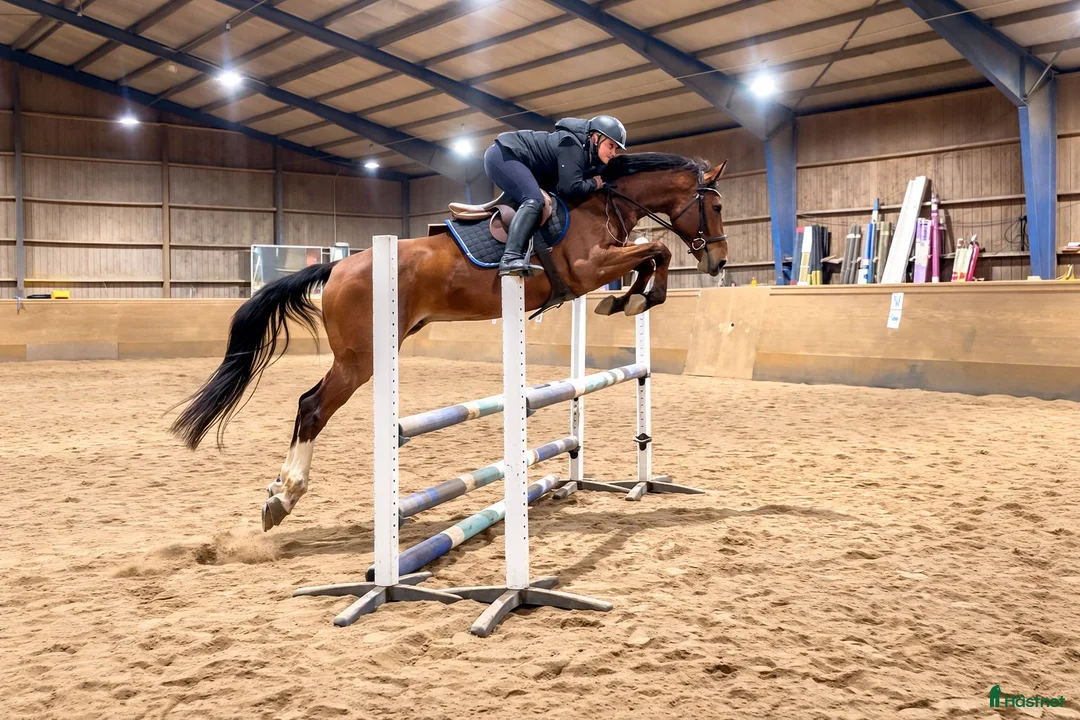 Allround hästar till salu: Vincent har det lilla x-tra, och är snygg & snäll! i Västerlanda - Annons 1