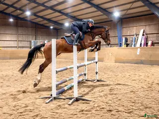 hästar Vincent har det lilla x-tra, och är snygg & snäll! i Västerlanda - Annons 17