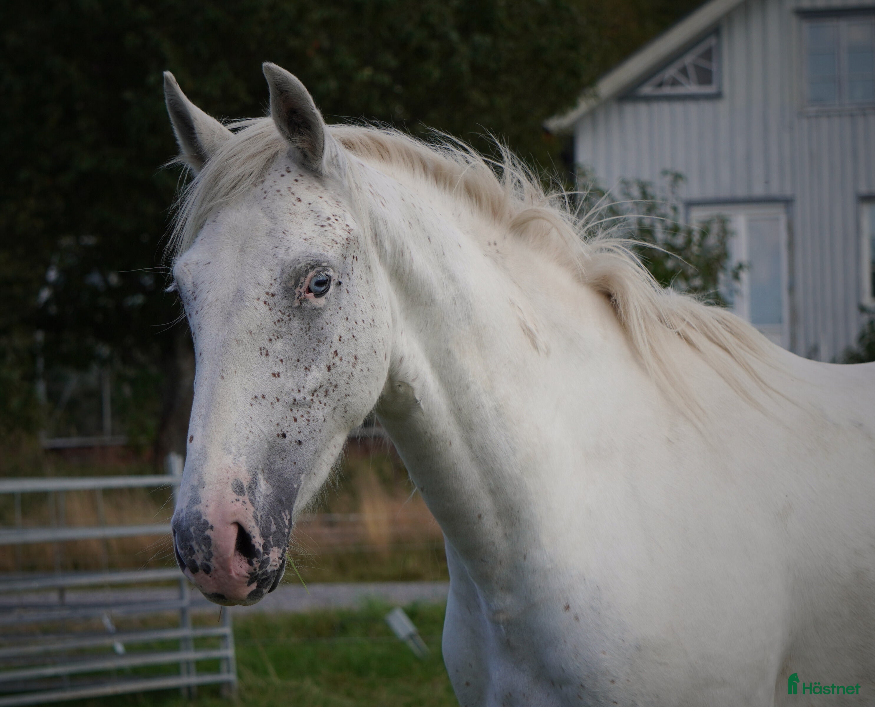  hästar Spännande 3-årig appaloosa korsning i Bullaren - Annons 22