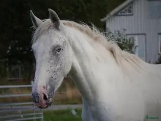 hästar Spännande 3-årig appaloosa korsning i Bullaren - Annons 6