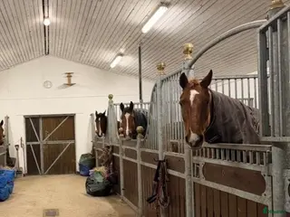 stallplats Lediga boxplatser strax utanför Ystad. - Annons 9