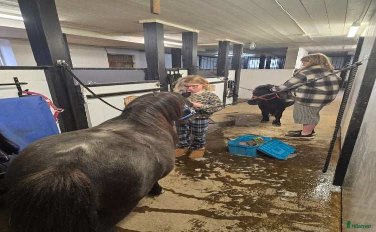  hästar Shetlandsponnyhingst i Norrfjärden - Annons 3