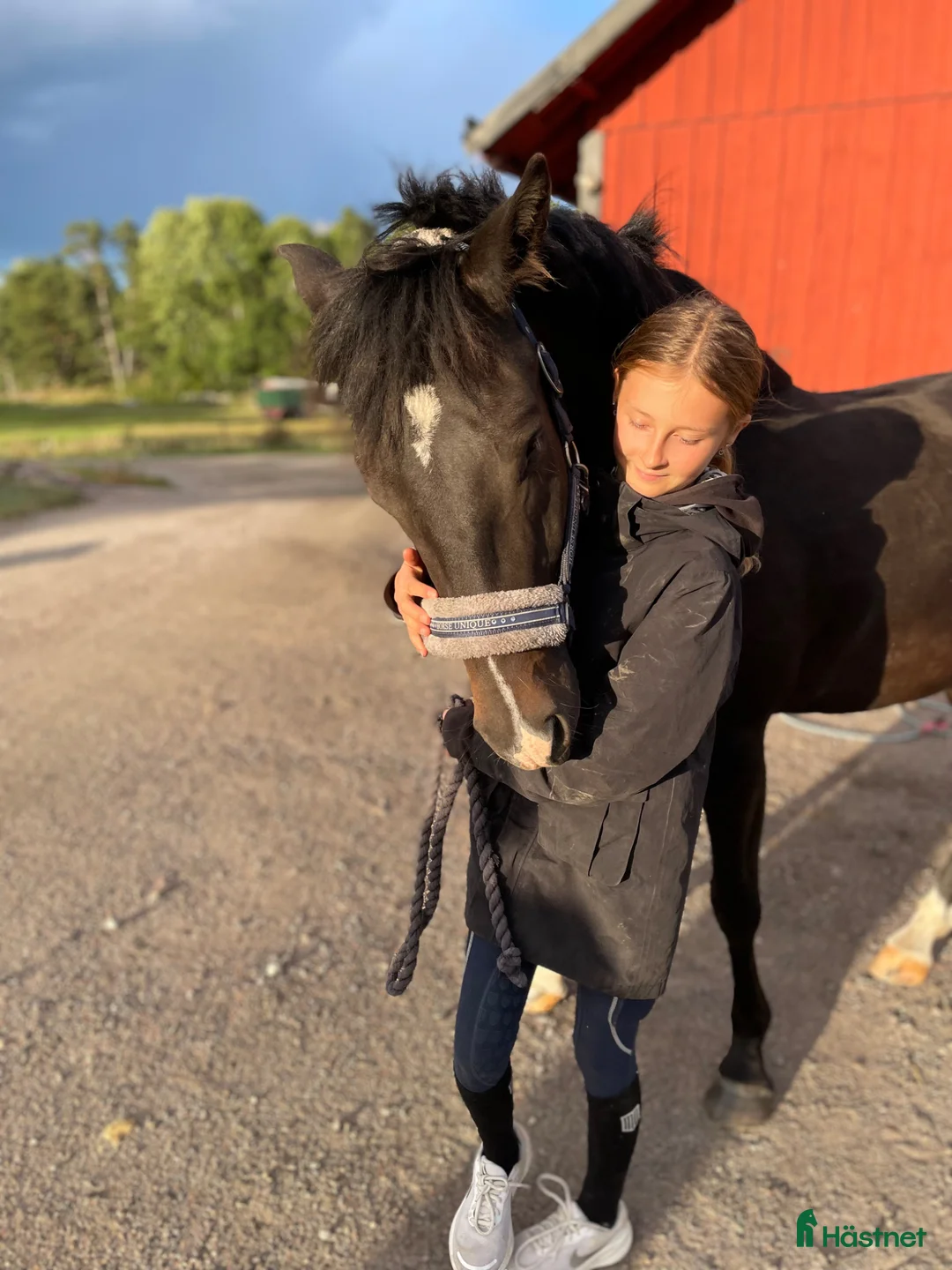  foderhäst sökes: Foderhäst sökes till hästfamilj i Sörmland i Nyköping - Annons 1