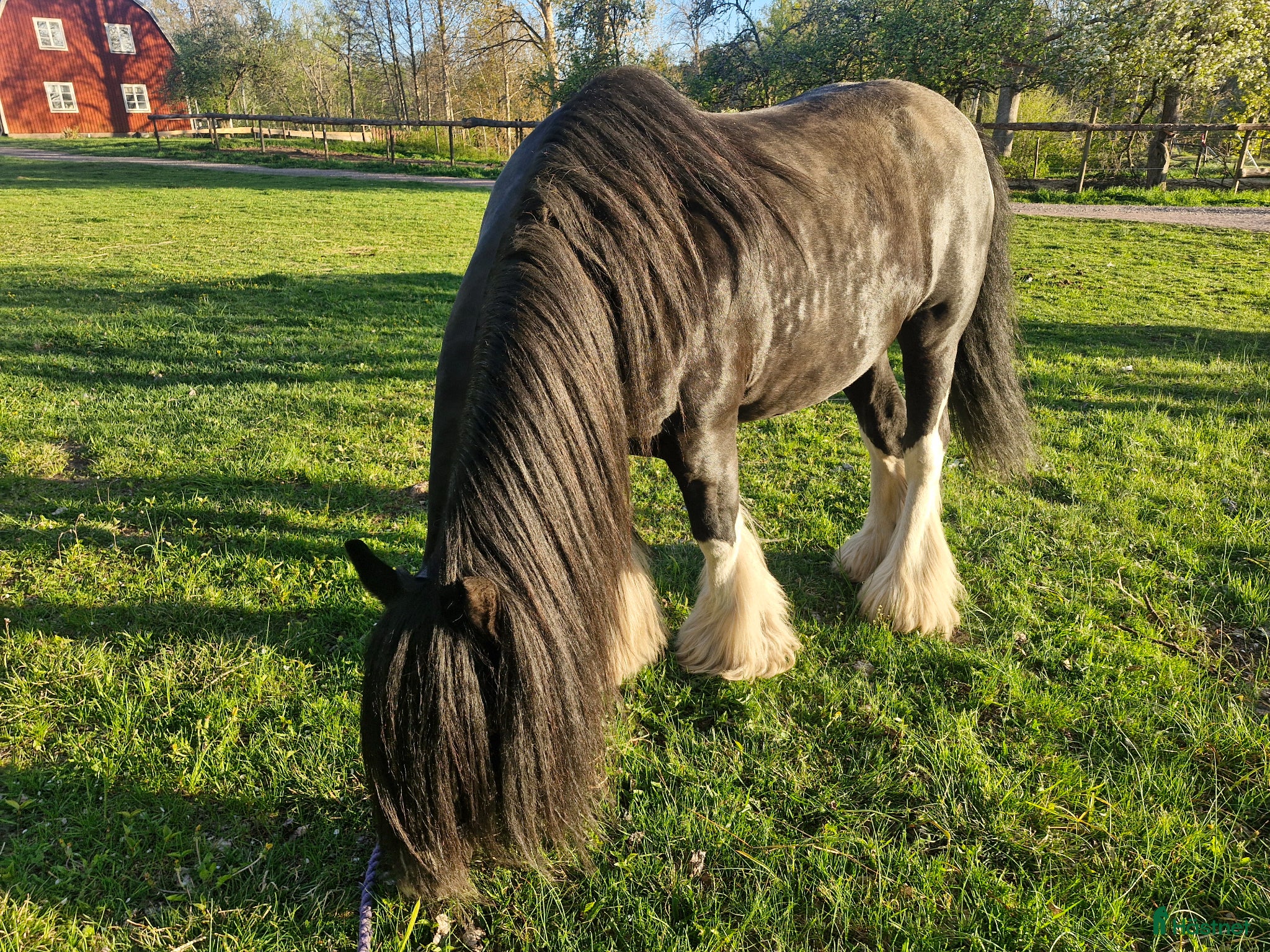 Allround hästar till salu: Vacker Irish Cob valack med mycket personlighet - Annons 6