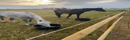  stallplats finnes: Ledig boxplats på Stall Gavesborg i Klagshamn  i Klagshamn - Annons 7