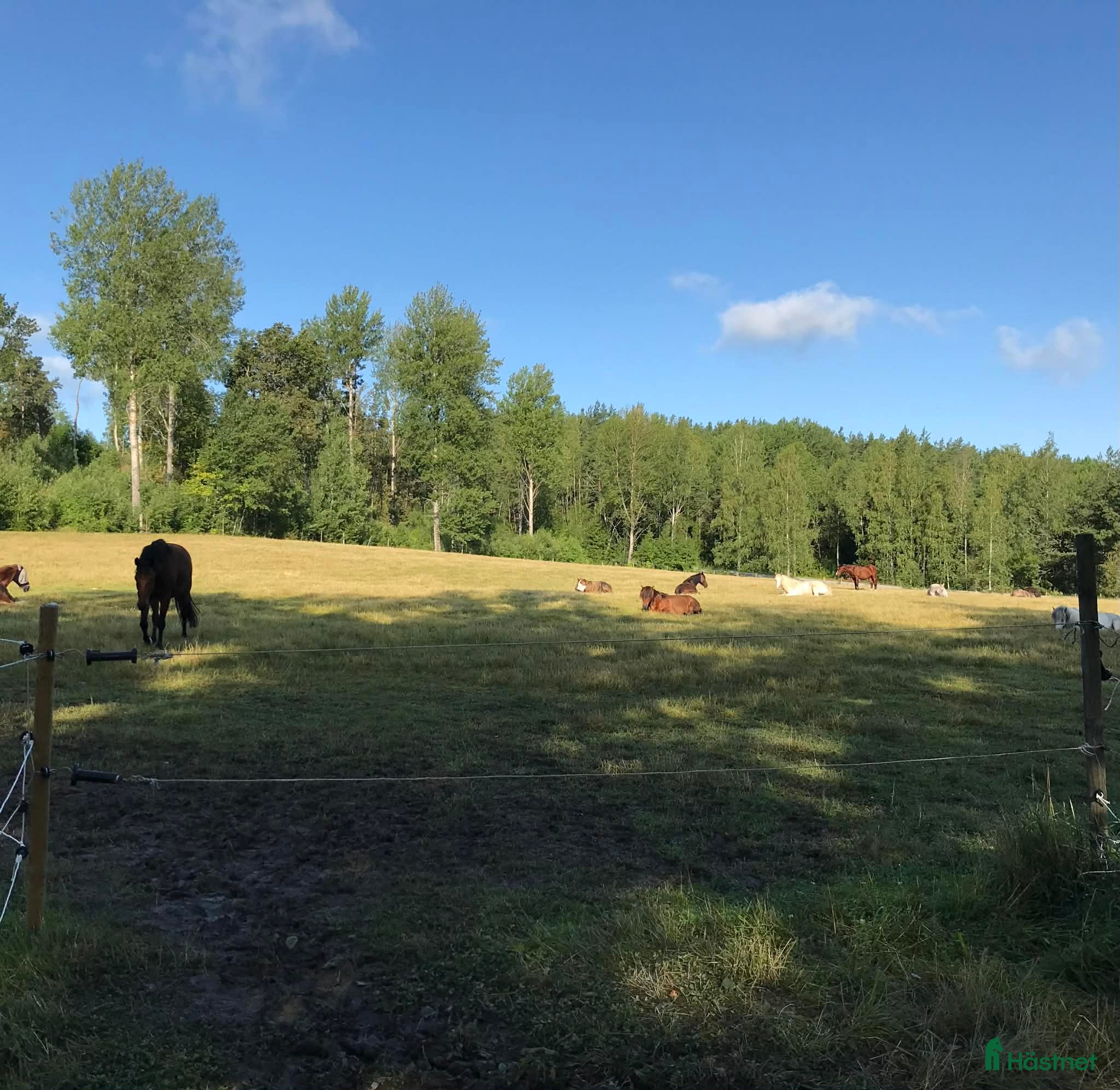  stallplats Stallplats stall riksten Tullinge  - Annons 2