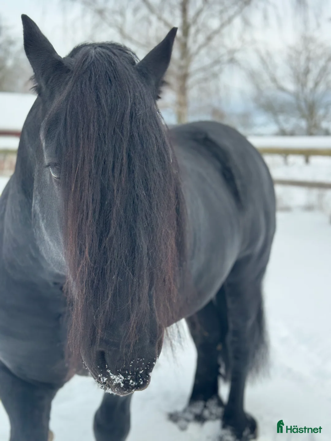 Övrigt hästar till salu: Känslig drömhäst ❤️ i Järpås - Annons 5
