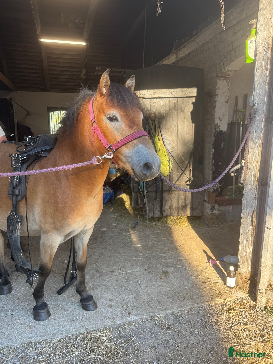 Trav hästar till salu: Travstammad valack säljes i Lövestad - Annons 2