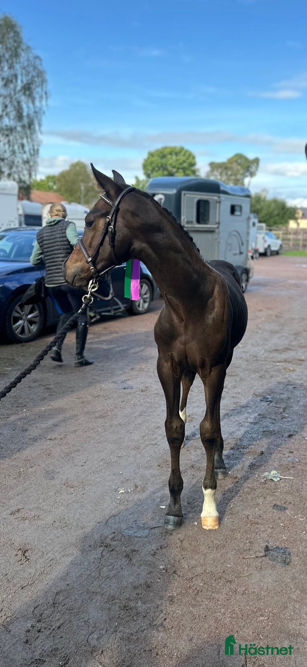 Dressyr hästar till salu: Premieföl med utstrålning och grymt temperament!  i Enköping - Annons 2