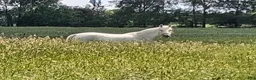 Avelshästar hästar till salu: Lipizzanersto - Annons 1