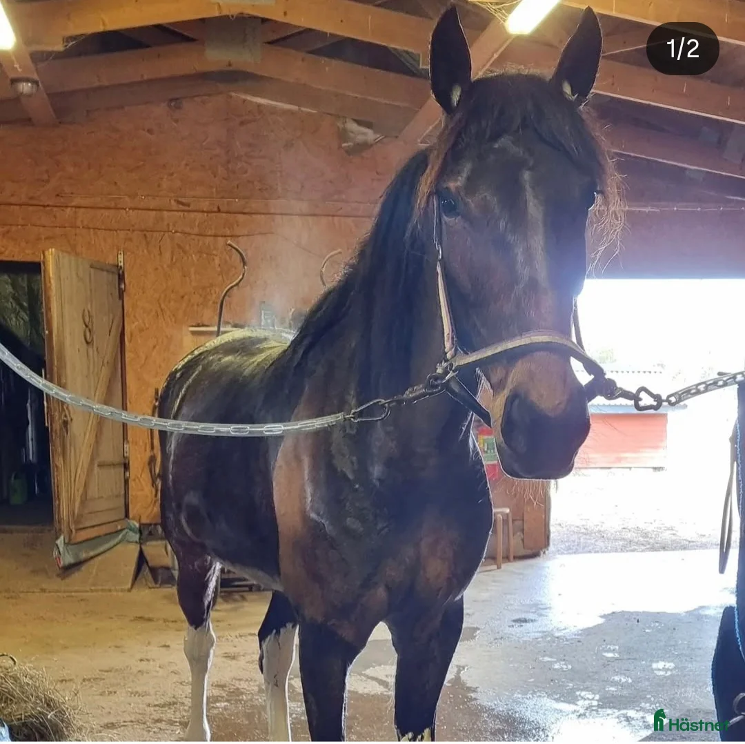 Avelshästar hästar till salu: Till avel samma mamma som Önas Igor - Annons 1