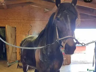 hästar Till avel samma mamma som Önas Igor - Annons 2