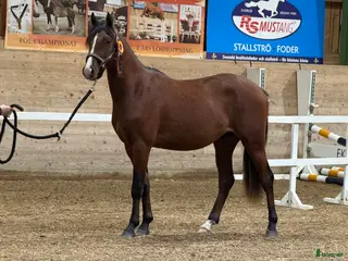 hästar Lovande D ponny hingst i Vedevåg - Annons 11