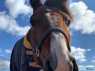 hästar Challe i Arnäsvall - Annons 4