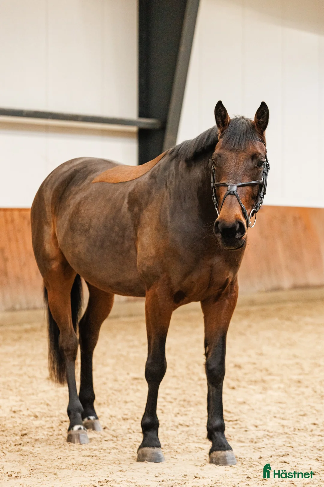 Allround hästar till salu: Calm and lovely gelding for any kind of rider! - Annons 3