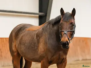 hästar Calm and lovely gelding for any kind of rider! - Annons 10