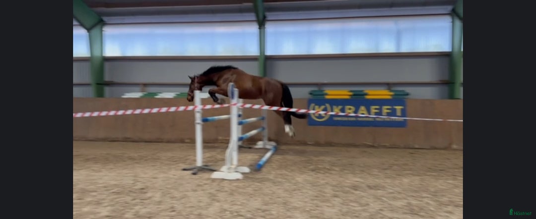 Hoppning hästar till salu: Lovande blivande 3 åring i Vollsjö - Annons 1