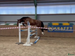 hästar Lovande blivande 3 åring i Vollsjö - Annons 4