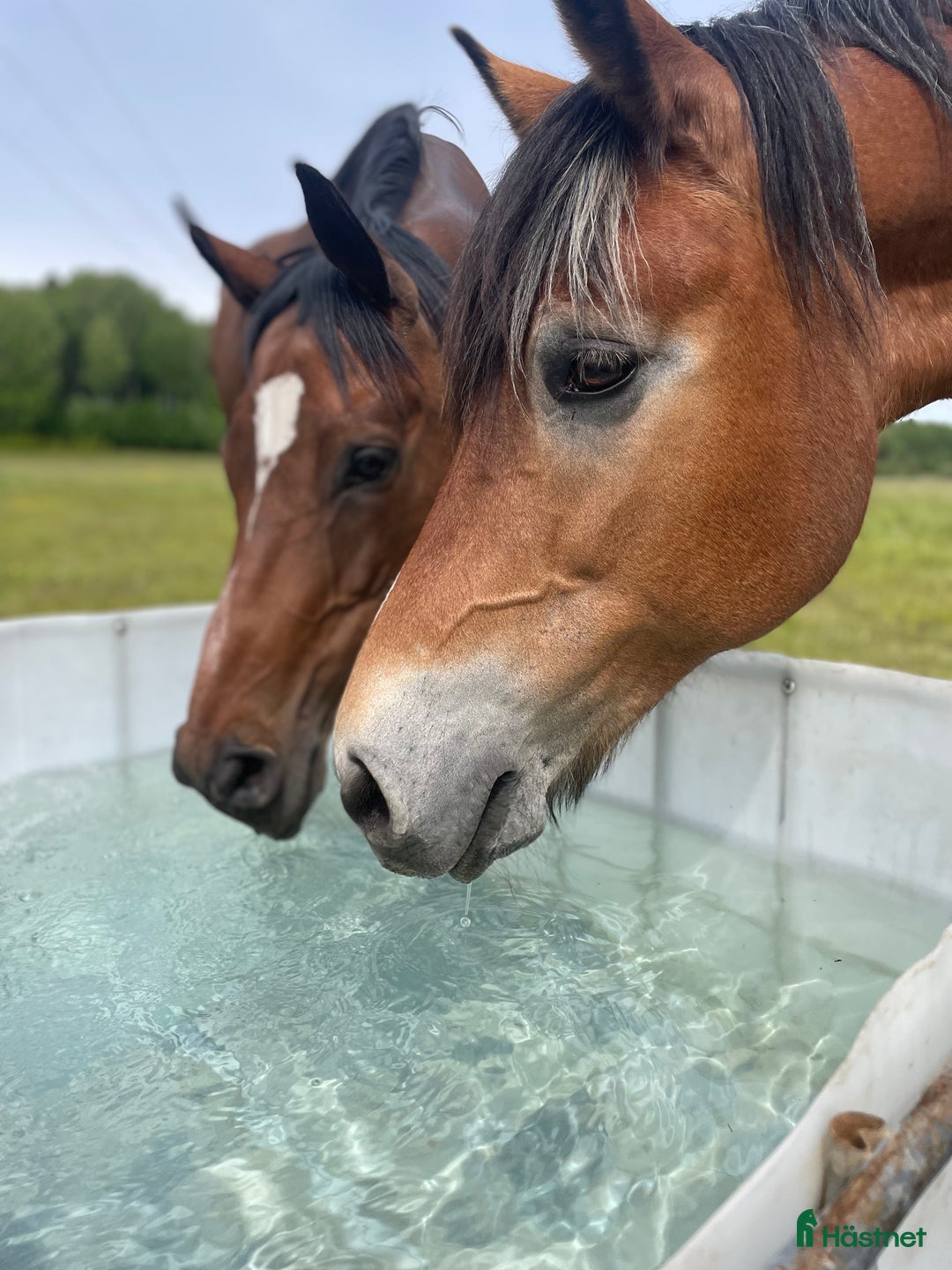 Allround hästar till salu: Vackert Fullblodssto i Vendelsö - Annons 2