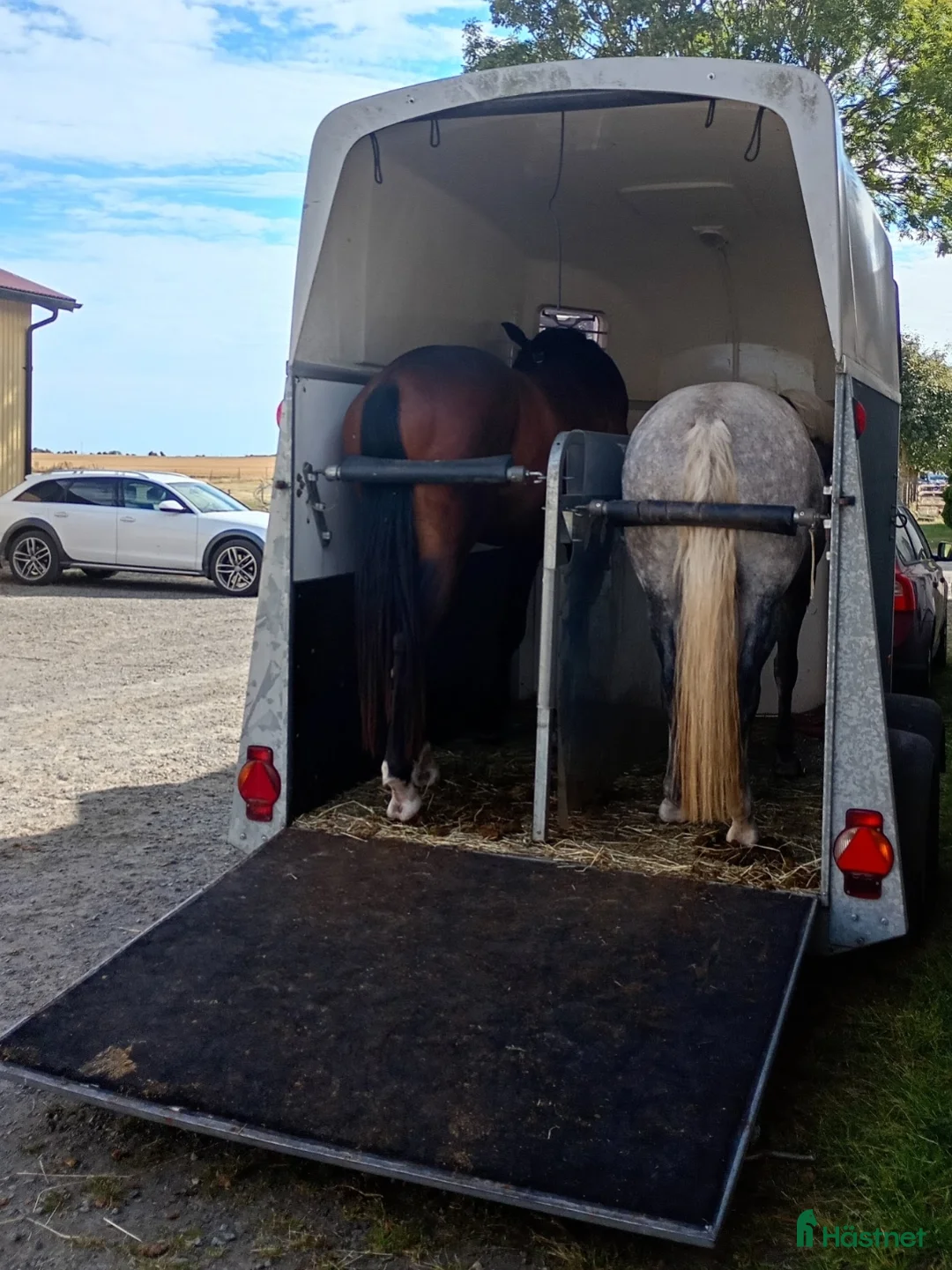 Hästtransporter  fordon & transport till salu: Humbaur ballios 2016 i Tomelilla - Annons 3