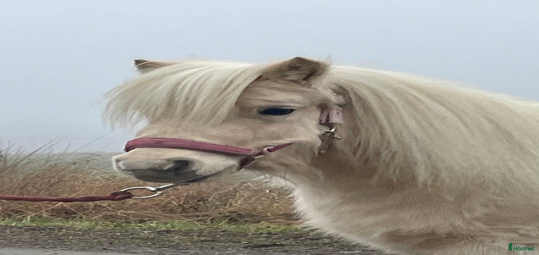 Galleribild {{count}}