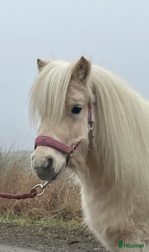 Galleribild {{count}}